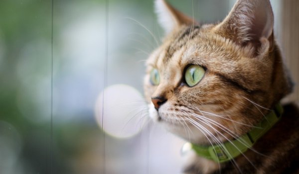 Kediler Neden Kusar Kusmali Midir 10 Soruda Cevapladik Dorukgiller
