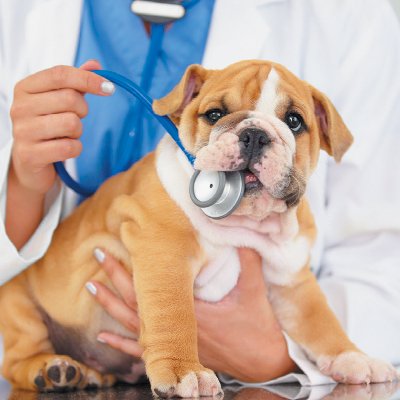 köpek aşı takvimi